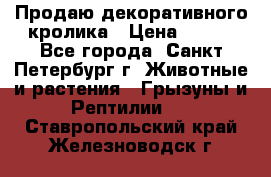 Продаю декоративного кролика › Цена ­ 500 - Все города, Санкт-Петербург г. Животные и растения » Грызуны и Рептилии   . Ставропольский край,Железноводск г.